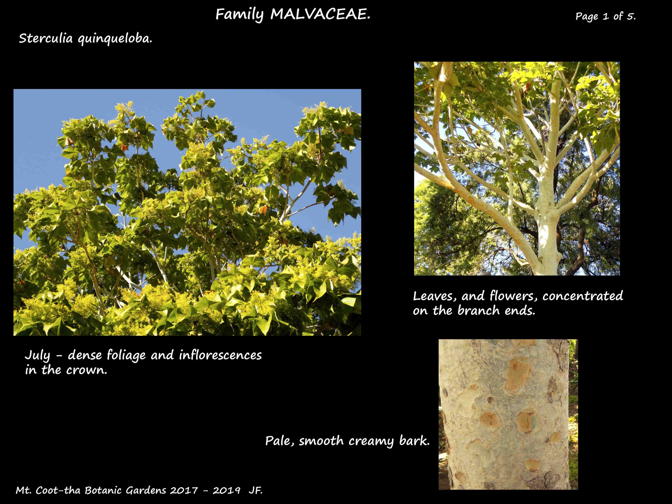 1 Sterculia quinqueloba tree